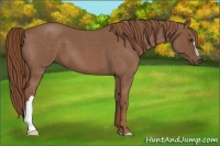 Horse Color:Red Roan