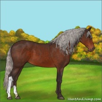 Horse Color:Silver Brown