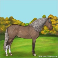 Horse Color:Silver Brown Dun 