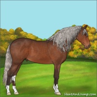 Horse Color:Silver Brown 