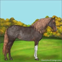 Horse Color:Liver Chestnut Rabicano 