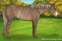 Horse Color:Chocolate Palomino Rabicano