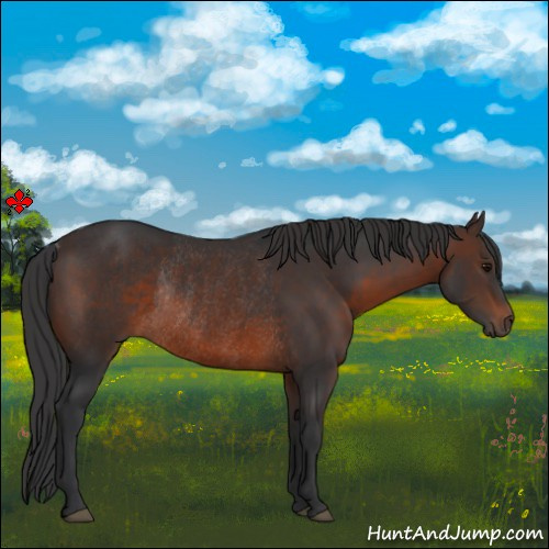 Horse Color:Brown Rabicano