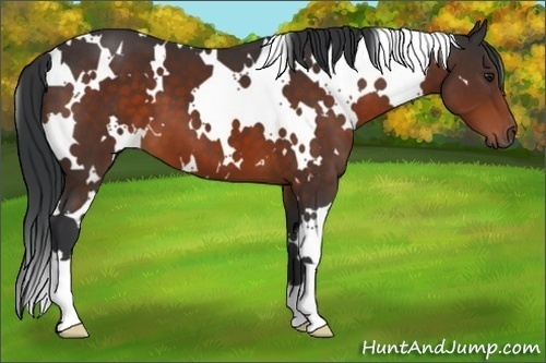 Horse Color:White Spotted Brown 