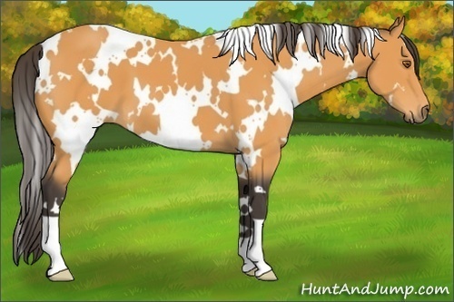 Horse Color:White Spotted Buckskin 