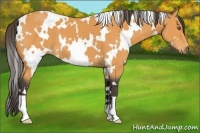 Horse Color:White Spotted Buckskin 