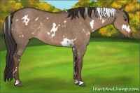 Horse Color:White Spotted Liver Red Dun