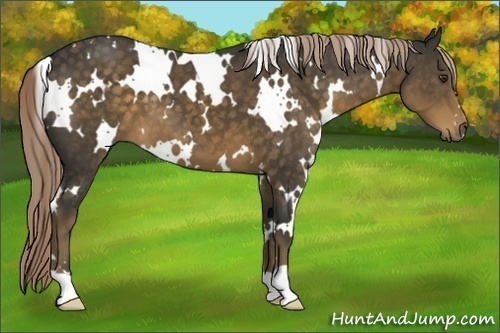 Horse Color:White Spotted Chocolate Palomino 