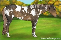 Horse Color:White Spotted Chocolate Palomino