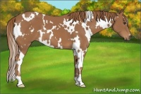 Horse Color:White Spotted Chestnut