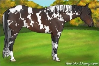 Horse Color:White Spotted Brown 