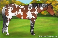 Horse Color:White Spotted Bay 