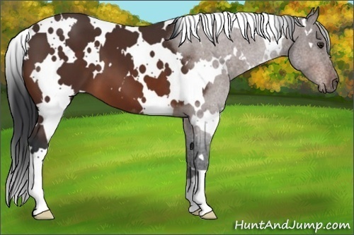 Horse Color:White Spotted Brown
