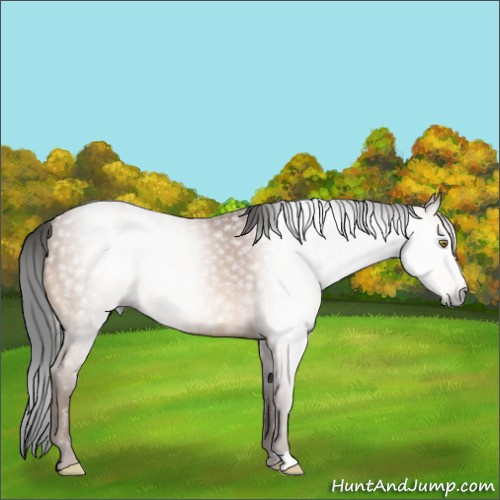 Horse Color:Gray Sable Champagne 