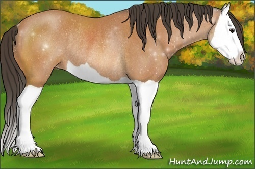 Horse Color:Bay Splash Appaloosa Rabicano 