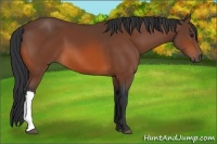 Horse Color:Bay 