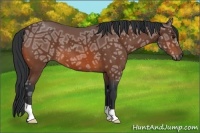Horse Color:Bay Ice 