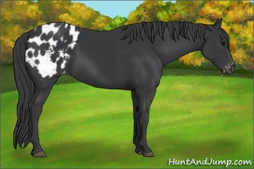 Horse Color:Black Appaloosa 