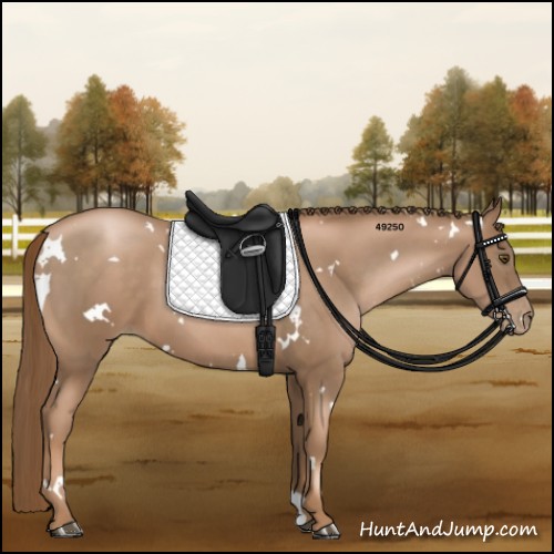 Horse Color:White Spotted Liver Chestnut Pearl 