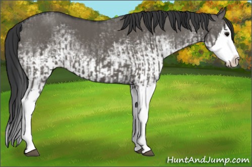 Horse Color:Grullo Sabino Splash and White Spotted Grullo Splash