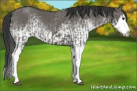 Horse Color:Grullo Sabino Splash  and White Spotted Grullo Splash 