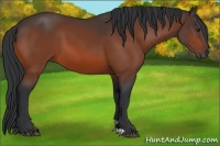 Horse Color:Brown 