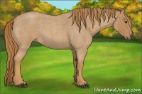 Horse Color:Red Roan Rabicano 