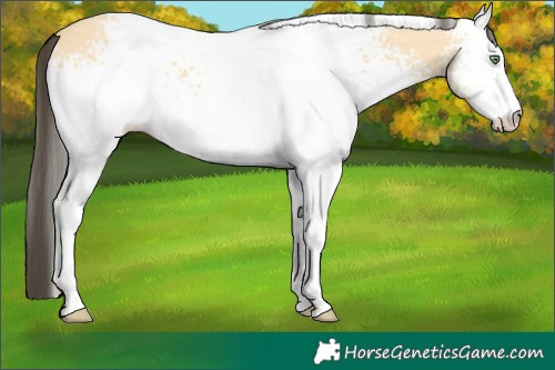 Horse Color:White Spotted Amber Cream Champagne 