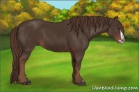 Horse Color:Liver Chestnut  and Liver Chestnut Splash 