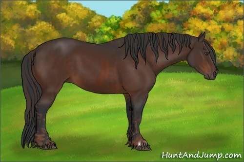 Horse Color:Liver Chestnut and Bay