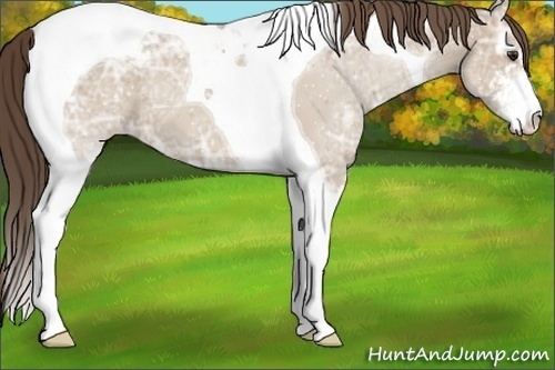 Horse Color:Classic Champagne Ice Sabino Tobiano Varnish