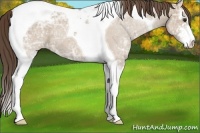 Horse Color:Classic Champagne Ice Sabino Tobiano Varnish 