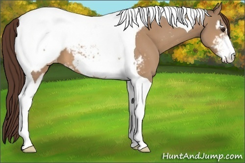 Horse Color:Bay Dun Sabino Tobiano Appaloosa 