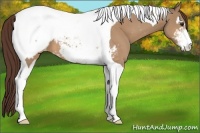 Horse Color:Bay Dun Sabino Tobiano Appaloosa 