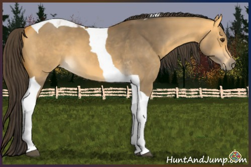 Horse Color:Buckskin Dun Tobiano 