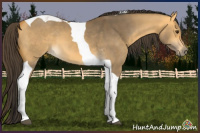 Horse Color:Buckskin Dun Tobiano