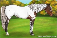 Horse Color:White Spotted Silver Brown Appaloosa 
