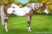 Horse Color:White Spotted Silver Brown Frame Appaloosa