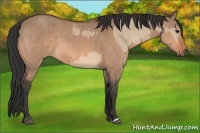 Horse Color:Bay Dun  and Bay Dun 