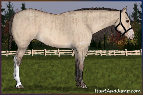 Horse Color:Bay Dun and Amber Champagne Dun