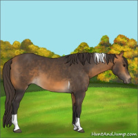 Horse Color:Buckskin Tobiano 