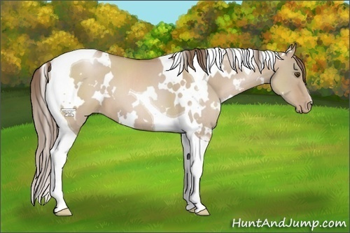 Horse Color:White Spotted Grullo Pearl Tobiano 