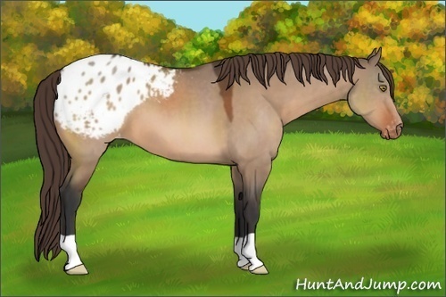 Horse Color:Brown Dun Appaloosa 
