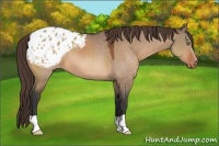 Horse Color:Brown Dun Appaloosa