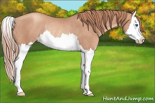 Horse Color:Gold Champagne Splash Rabicano