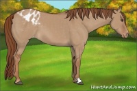 Horse Color:Red Dun Appaloosa 
