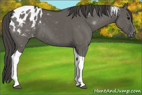 Horse Color:Grullo Tobiano Appaloosa 