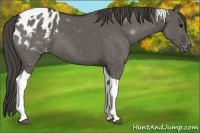 Horse Color:Grullo Tobiano Appaloosa 
