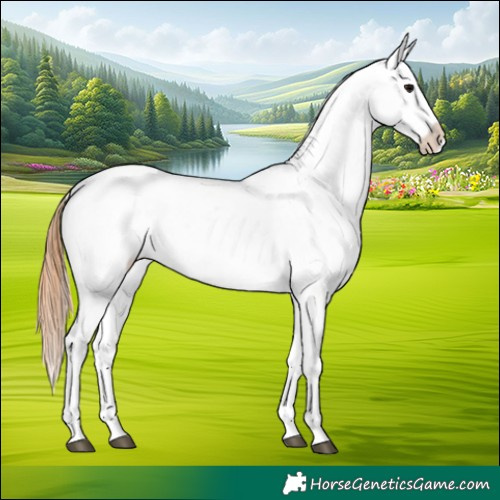 Horse Color:Black Snowflake Varnish