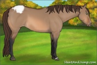 Horse Color:Bay Dun Appaloosa 